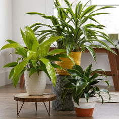 How to Successfully Sell Houseplants 
