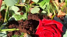 Save Money by Offsetting Flower Waste