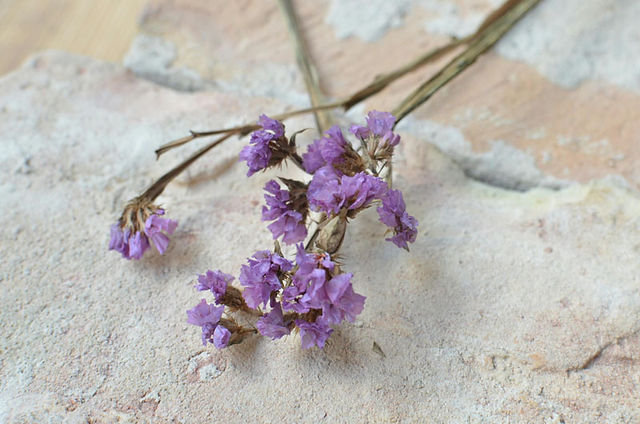 Summer Flowers Limonium