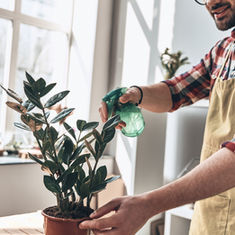 Houseplants for Winter 