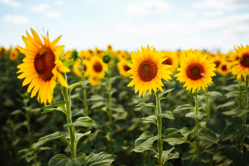 a field of sunflowers growing strongly due to Photosynthesis