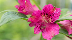 Alstroemeria - featuring Floristry Tips from Su Whale
