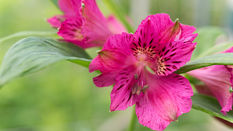 Alstroemeria - featuring Floristry Tips from Su Whale