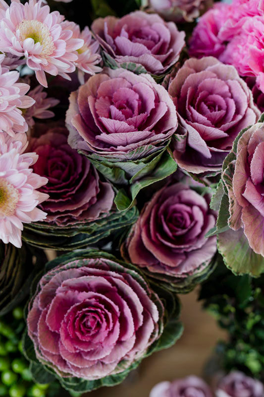 Pink ornamental cabbages and chrysanthemums in bloom, creating a vibrant floral display. Green leaves add contrast, enhancing the scene. Showing the appeal of the Cabbage Crush Trend from Pinterest