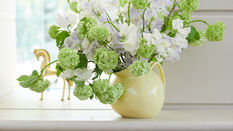 Viburnum - a Versatile Spring Foliage featuring Floristry Tips from Su Whale