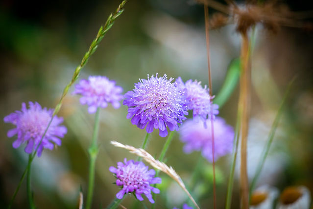 Autumn Flowers Scabious