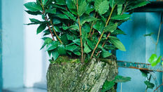 Seasonal Foliage Christmas Greens A-Z