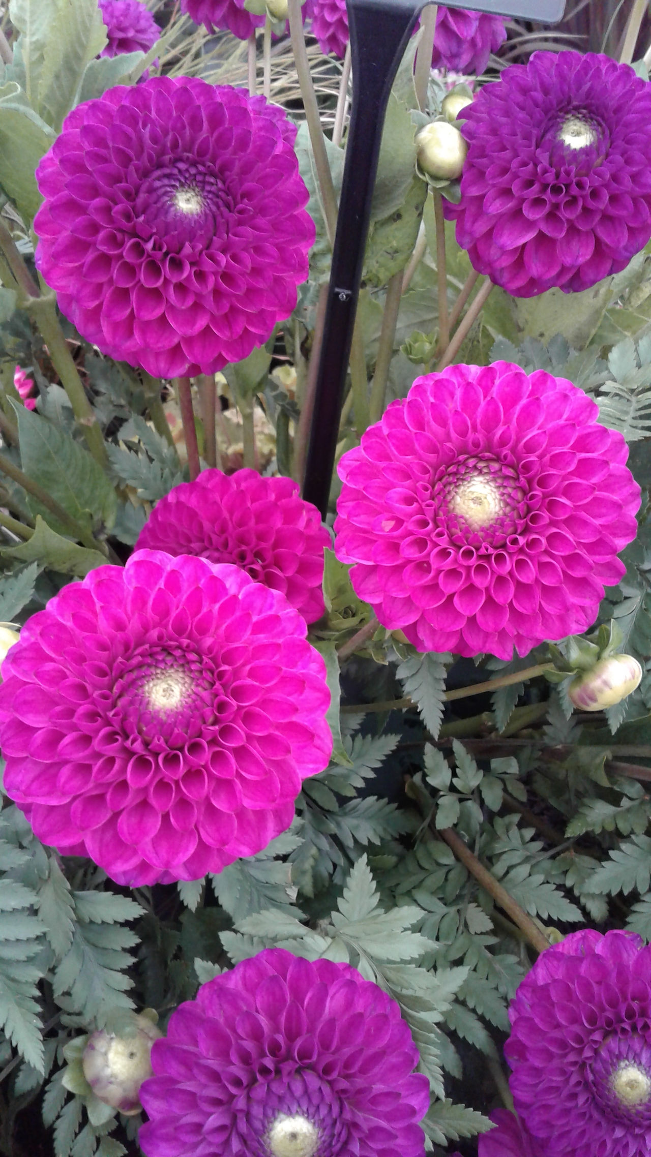 a group of Dahlia