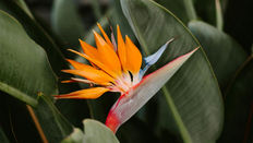 Tropical Flowers in Winter