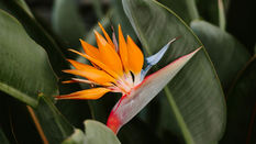 Tropical Flowers in Winter