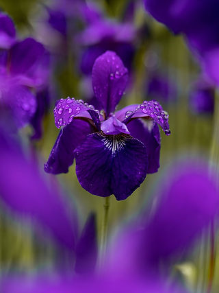 Summer Flowers Iris