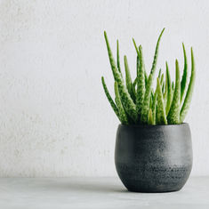 Autumn Houseplants: Promote Seasonal Favourites 