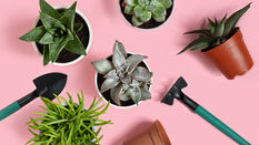 How to make a Terrarium