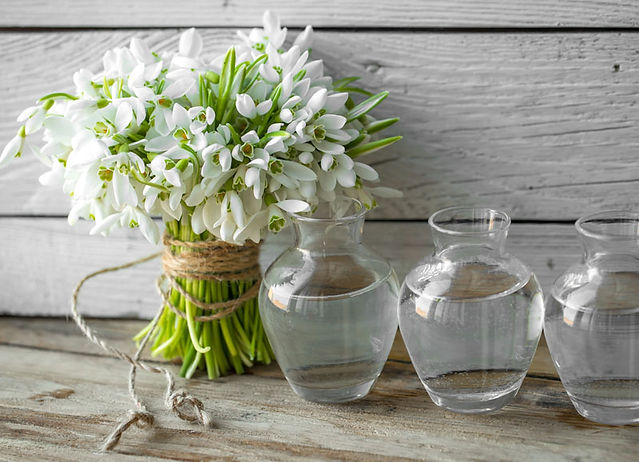 Winter Flowers Snowdrop