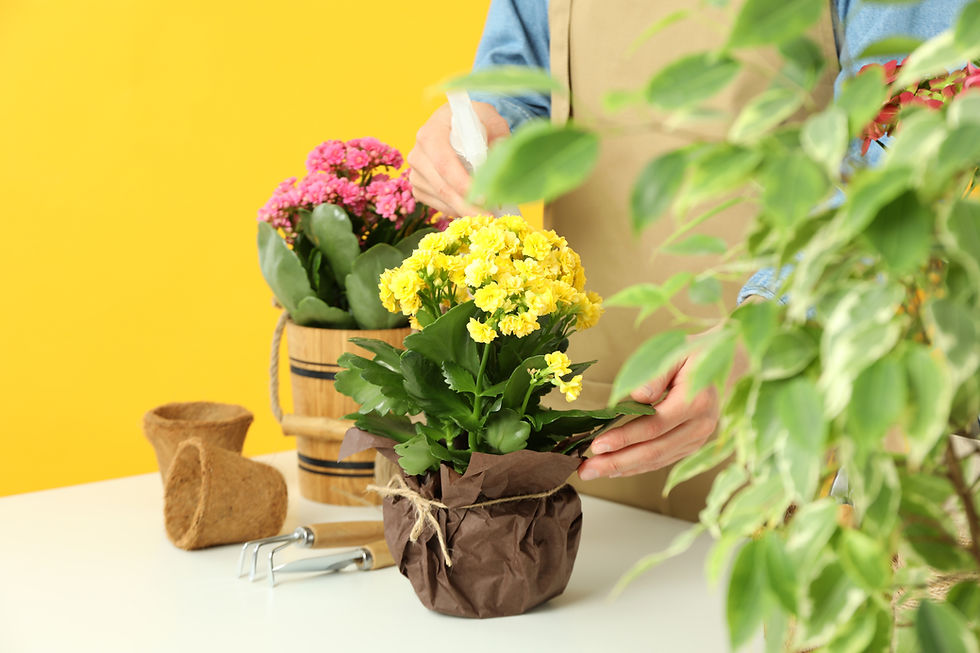 Person repotting yellow flowers at a table, with pink blooms, gardening tools, and leafy plants against a bright yellow background.