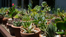 Success with Succulents
