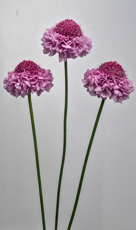 Purple Scabiosa with long clear stems, perfect for air drying.