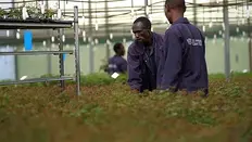 Introducing Rose Breeder United Selections