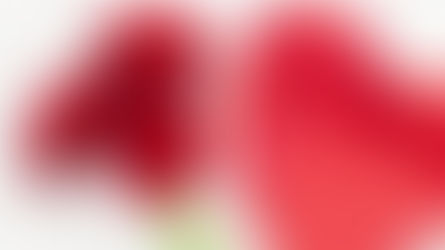 Rose Alternative for Valentine's - Gerbera