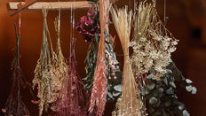 dried flowers hanging correctly upside down
