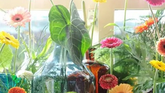 Gerbera Care featuring Floristry Tips from Su Whale