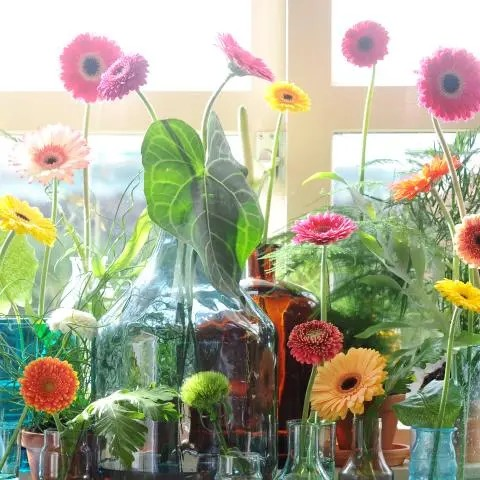 Many gerbera in different containers