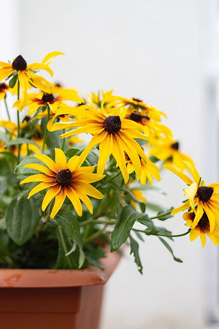 Lovely yellow Autumn petals shown on September Flowers Rudbeckia