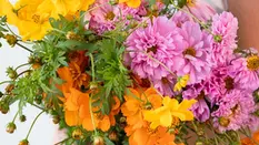 Why Cosmos Flowers Are Perfect for Florists and Weddings