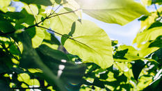 Leaves Photosynthesising in sun light