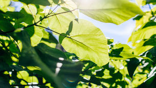 Leaves Photosynthesising in sun light