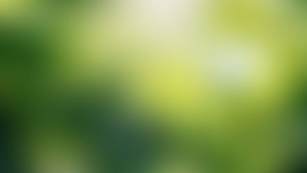 Leaves Photosynthesising in sun light