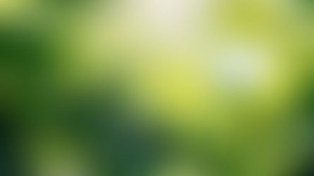 Leaves Photosynthesising in sun light