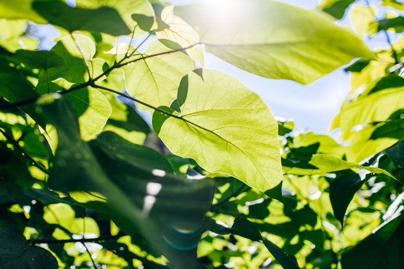 Sun light shining through leaves to visual Photosynthesis for Student Florists