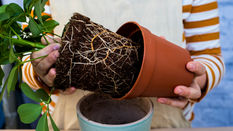 Common Plant Problems: Botrytis