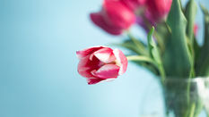 Floral Tropisms 
