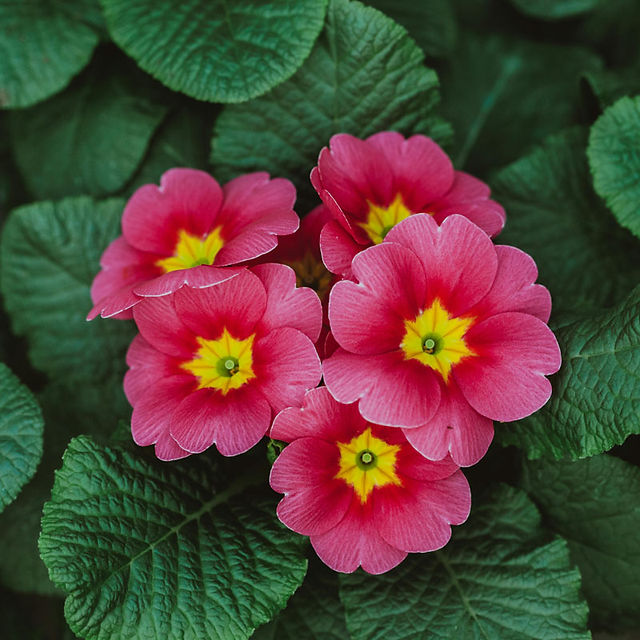January Flowers Primrose in winter garden