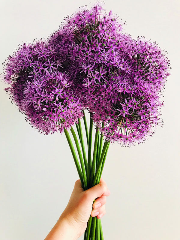 Hand full of allium