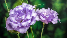 Botanical Names Explained: Understanding Latin Plant Names