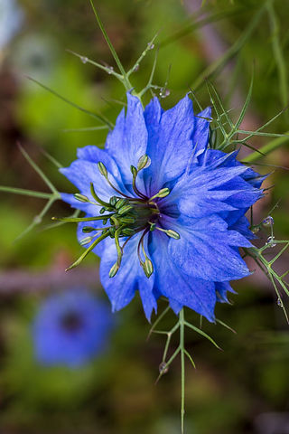 Summer Flowers Nigella