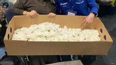 Introducing Beyond Chrysanthemums: Dutch Chrysanthemum Masters