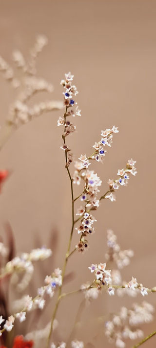 Autumn Flowers Limonium
