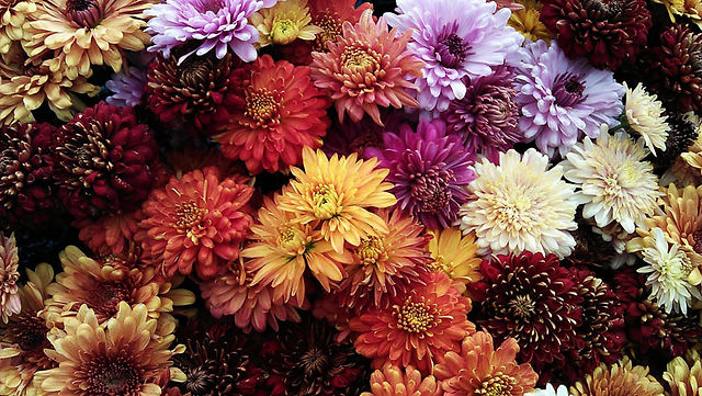 Spooky autumn selection made with October Flowers Chrysanthemum