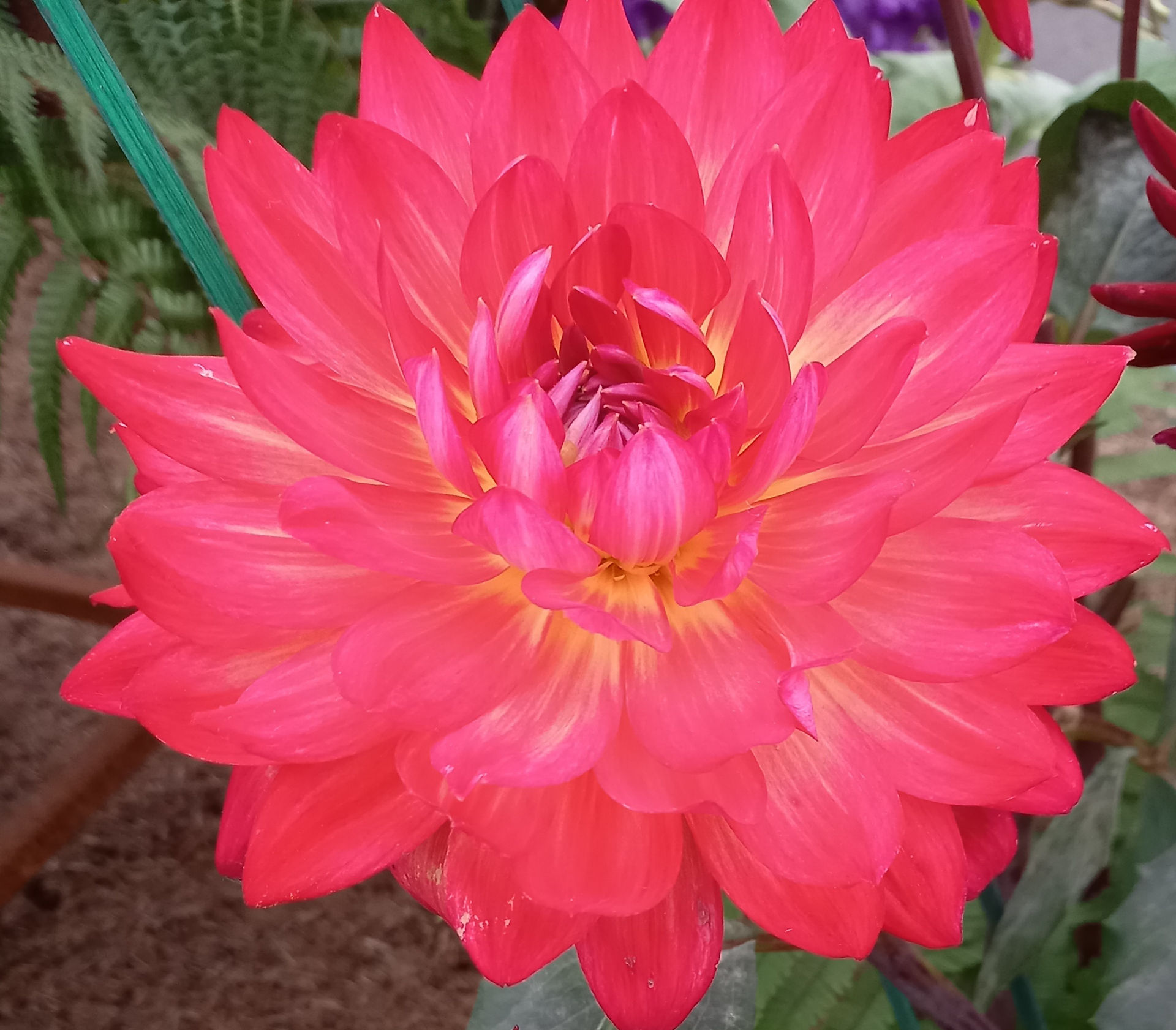 Pink Dahlia