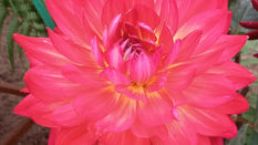 Dahlia featuring Floristry Tips from Su Whale