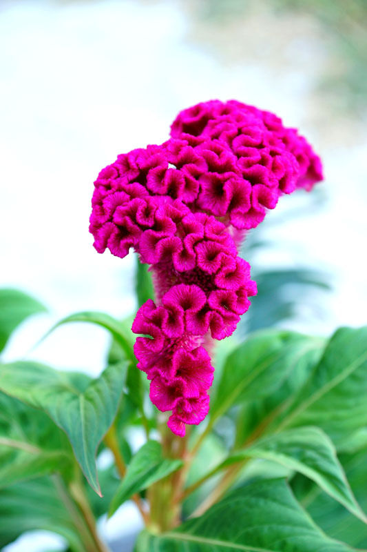 Bright magenta cockscomb flower with green leaves against a soft blurred background