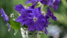 Clematis as a Cut Flower 