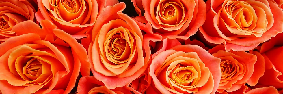 June Birth Flowers - rose