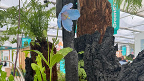RHS Chelsea Flower Show - Creative Spaces