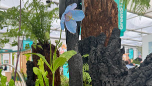 RHS Chelsea Flower Show - Creative Spaces