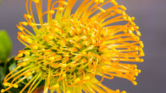 Leucospermum - Everything you Need to Know